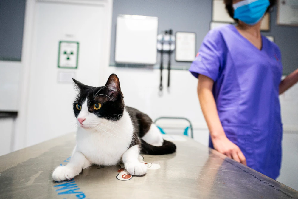 Foto de Centre Veterinari Alella