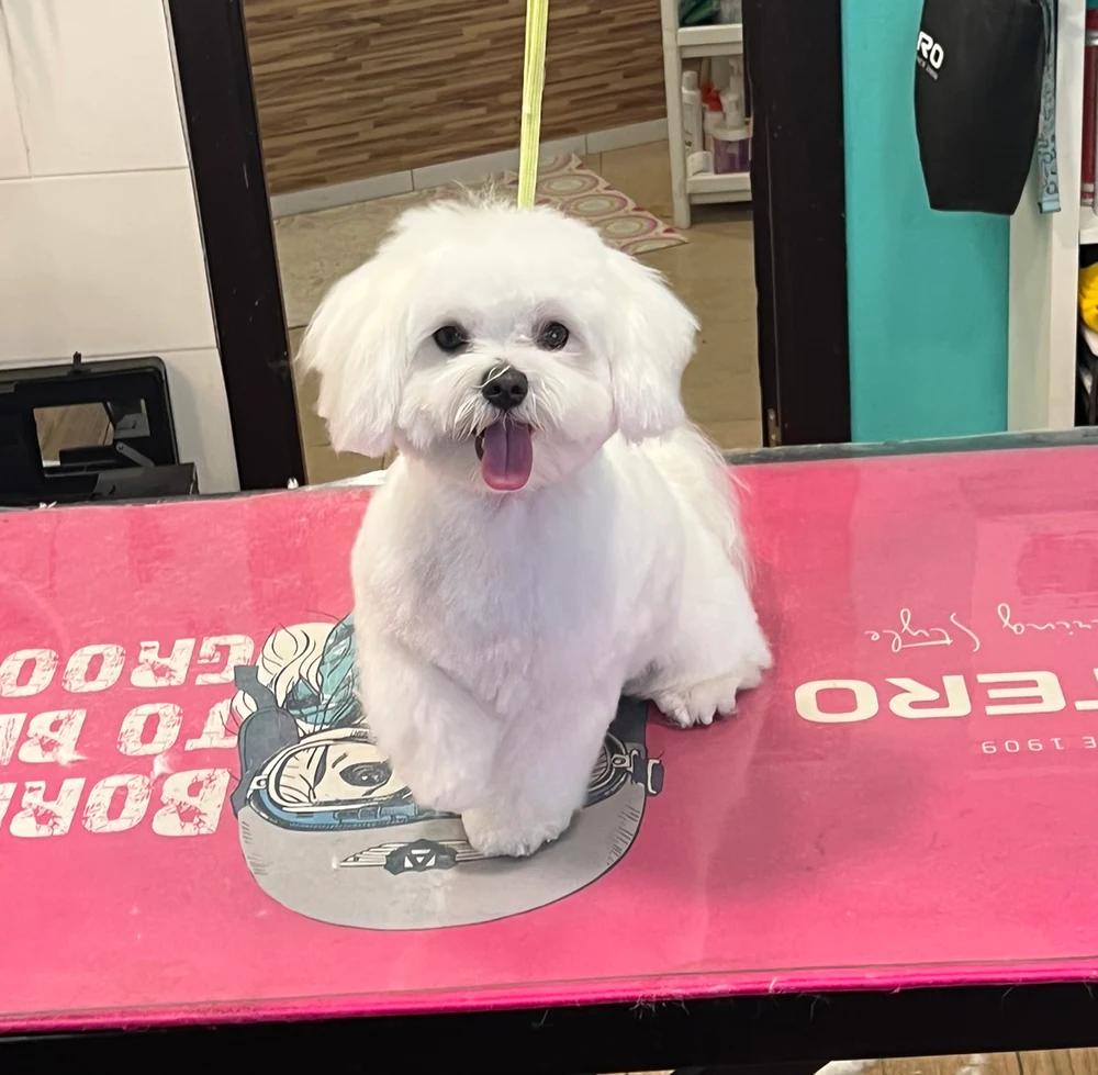 Foto de Centro de formacion y peluqueria canina Don Gaucho Grooming & School