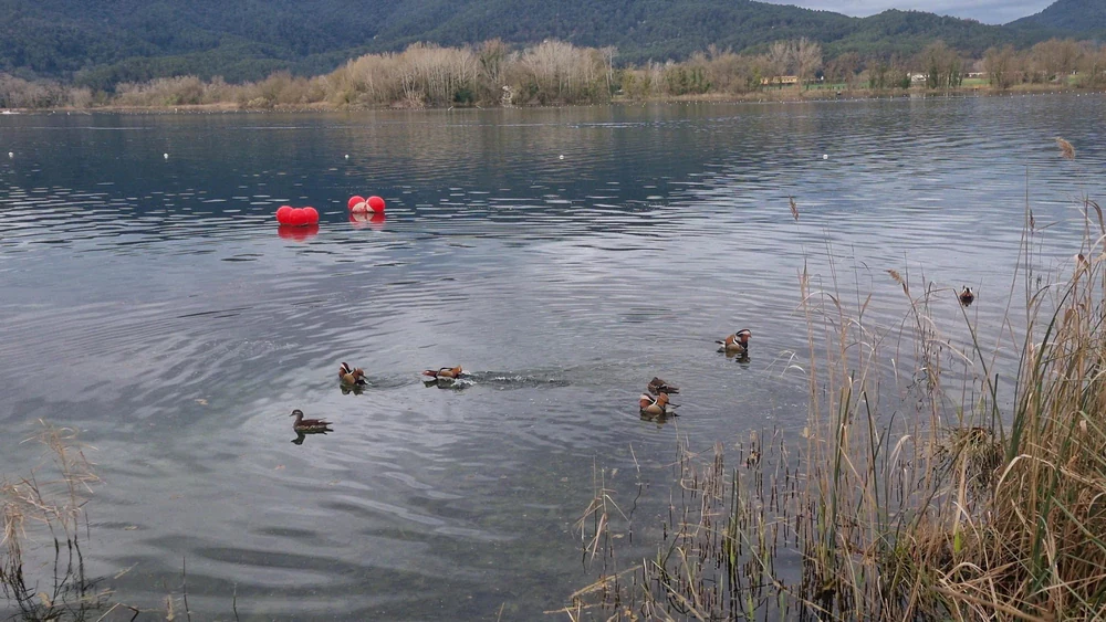 Foto de Club Natación Banyoles
