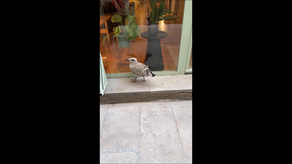 Foto de Call Barcelona - tu casa judia